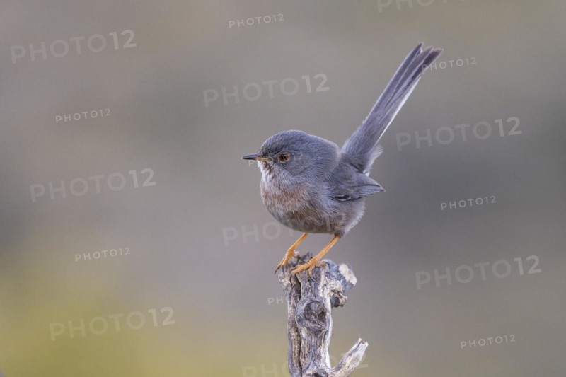 Dartford warbler