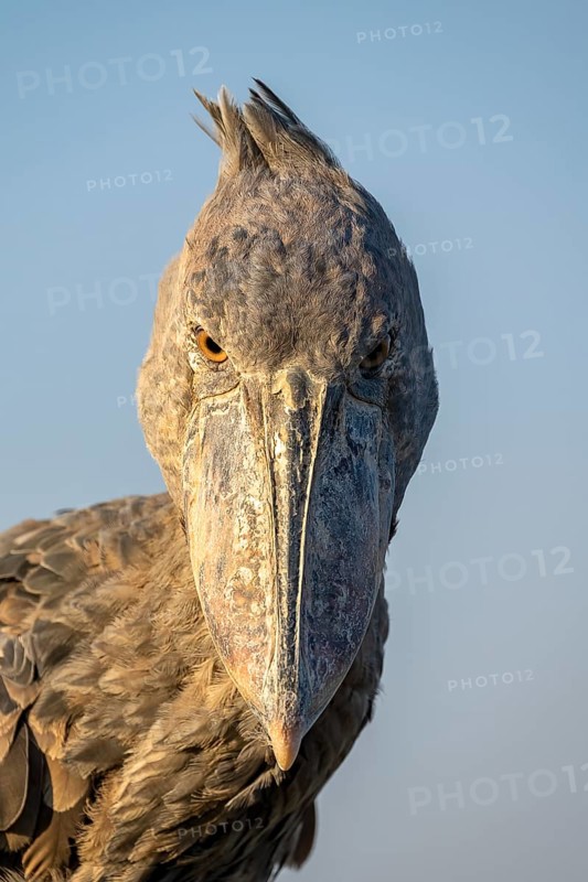 Shoebill