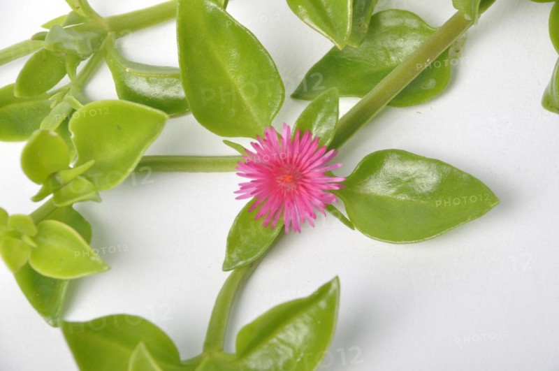 Green succulent leaves and small pink flowers of iceplant