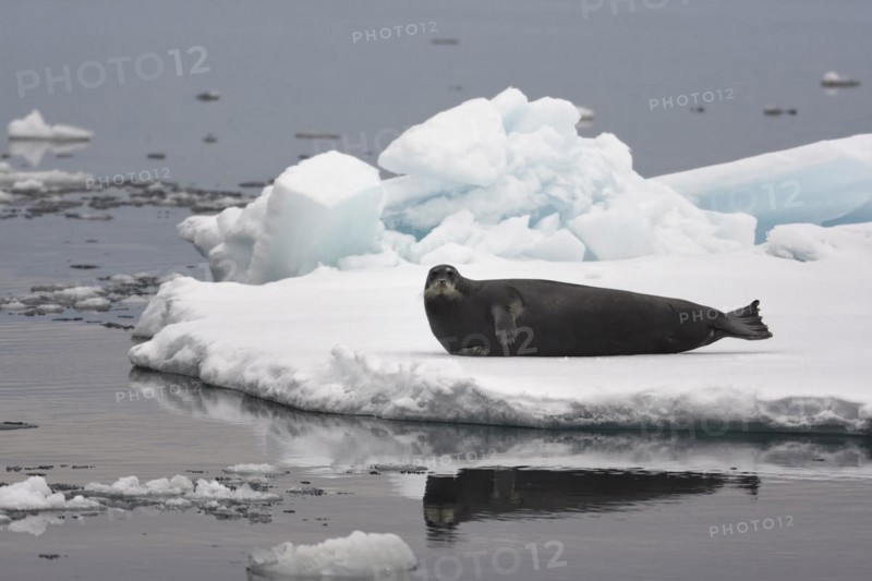 Bearded seal