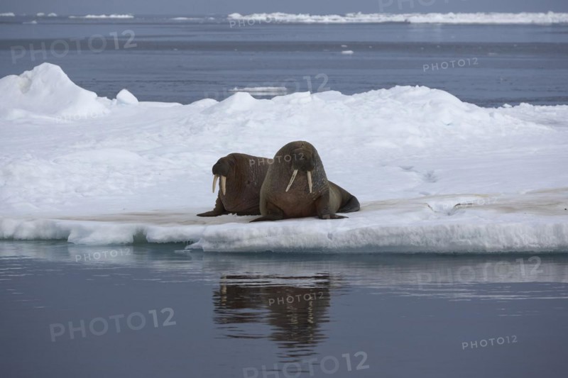 Walruses