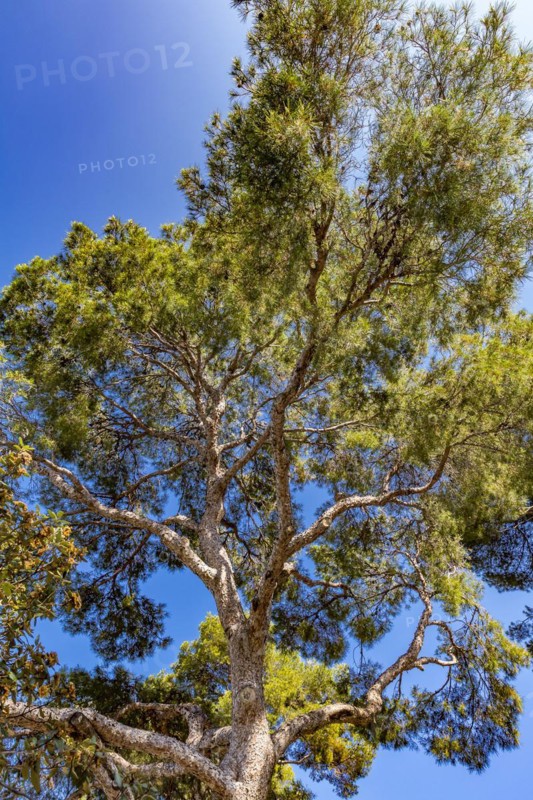 Pine Tree, Casino Garden, Petit Africa, Monte Carlo, Monaco, Europe