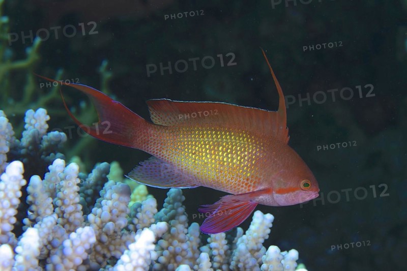Sea goldie
