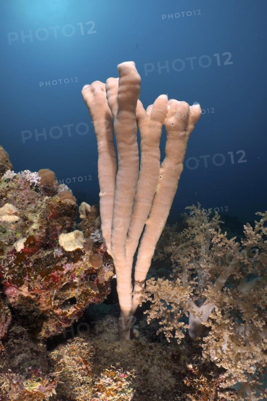 Colony siphon sponge