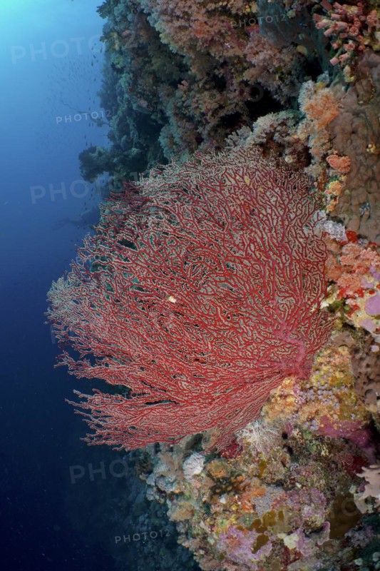 Gorgonian, red knot coral