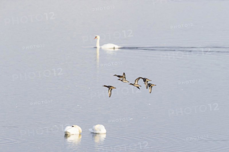 Eurasian teal