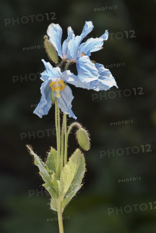 Blue poppy
