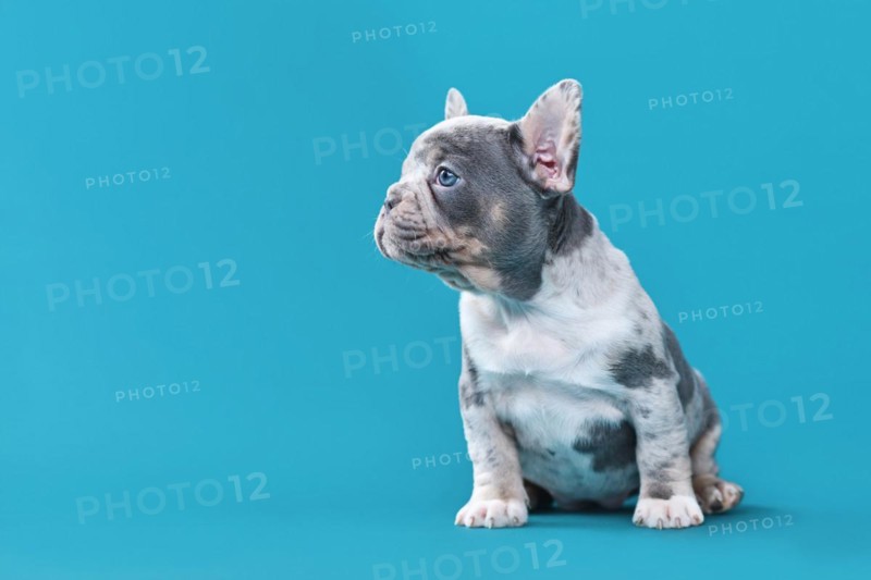 Cute merle French Bulldog dog puppy sitting in front of blue background with copy space