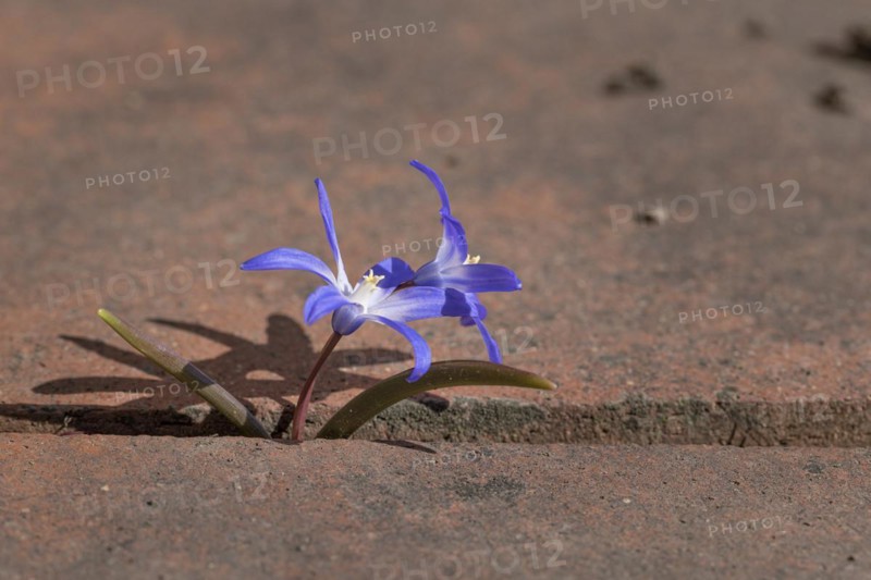 Large Star Hyacinth or Blue Snow Globe