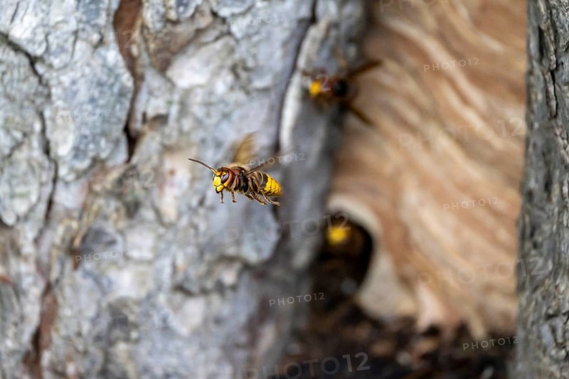 European hornet