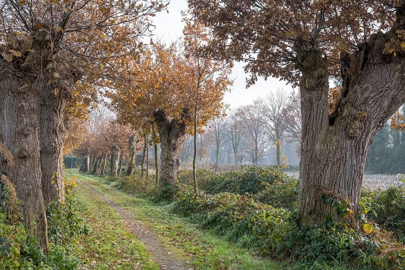 Cultural Monument Kloppendiek, The Kloppendiek, a path with centuries-old oaks, presumably the old processional route of the Catholics who went on pilgrimage from Groenlo and Eibergen in the Netherlands to the church of St. Francis in Zwillbrock in Germany, as the path extends to the Dutch border, Zwillbrock, Muensterland, North Rhine-Westphalia, Germany, Europe