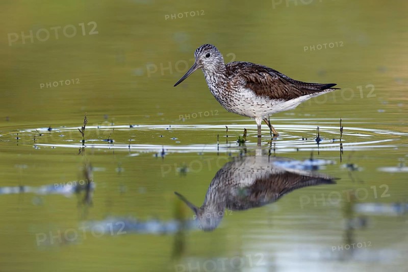 Common greenshank