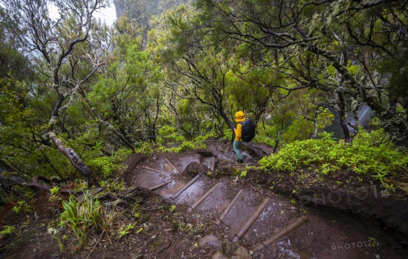 Woman hiker on Vereda Francisco Achadinha trail, Rabacal, Madeira, Portugal, Europe