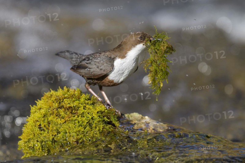 White-throated Dipper