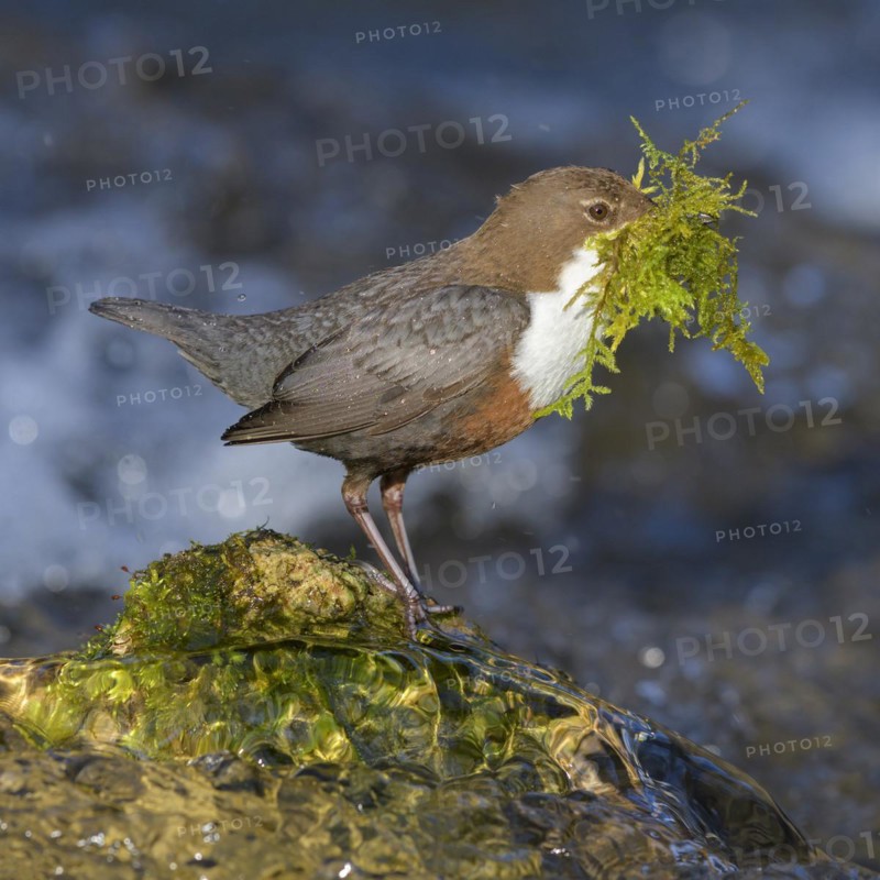 White-throated Dipper