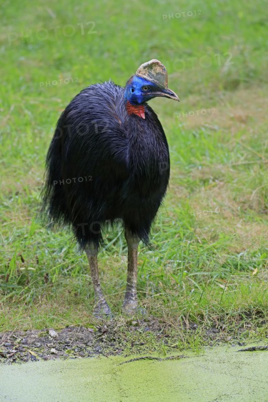 Northern cassowary