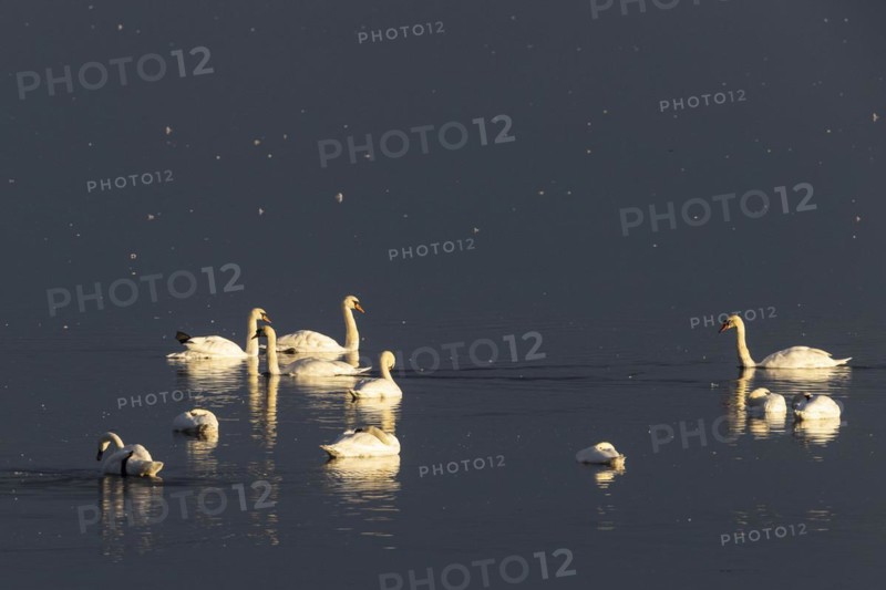 Mute Swan