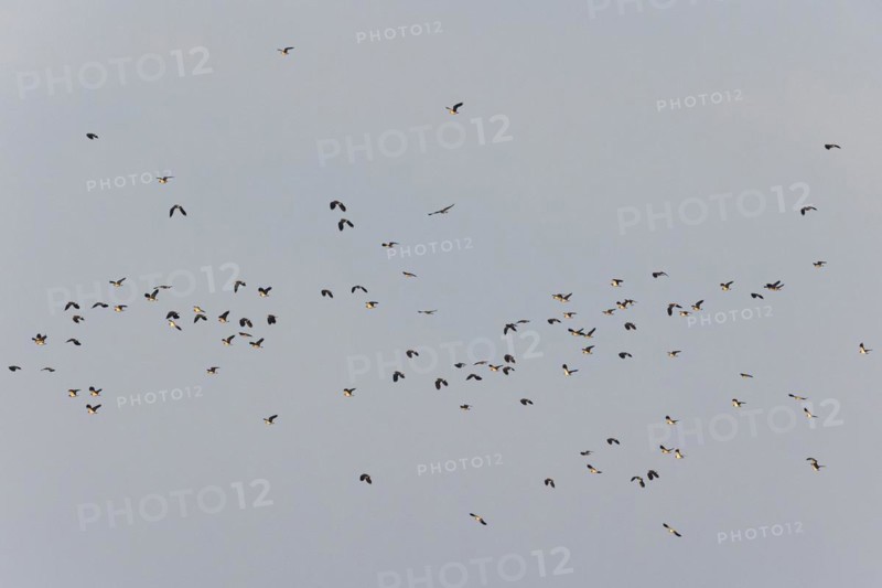 Northern lapwing