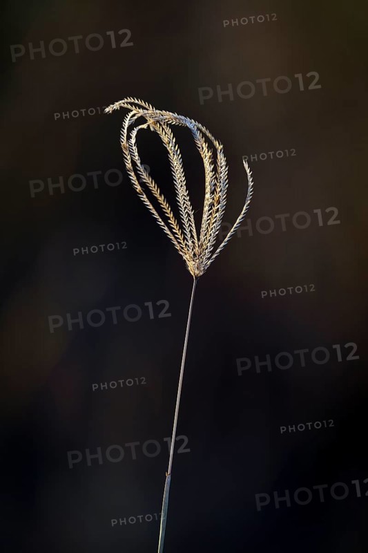 Close-up of a grass blade displaying its fine structure on dark background. Hwange National Park, Zimbabwe, Africa