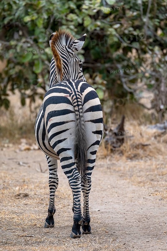 Plains Zebra of the subspecies crawshay's zebra
