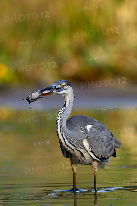 Grey heron