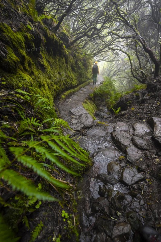 Hiker, Mystic forest with mist, Vereda Francisco Achadinha hiking trail, Rabacal, Madeira, Portugal, Europe