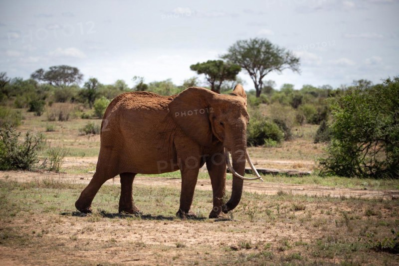A beautiful large elephant roaming the savannah. Beautifully detailed shot of the elephant in search of food and water. The famous red elephants in the gene of Tsavo West National Park, Kenya, Africa