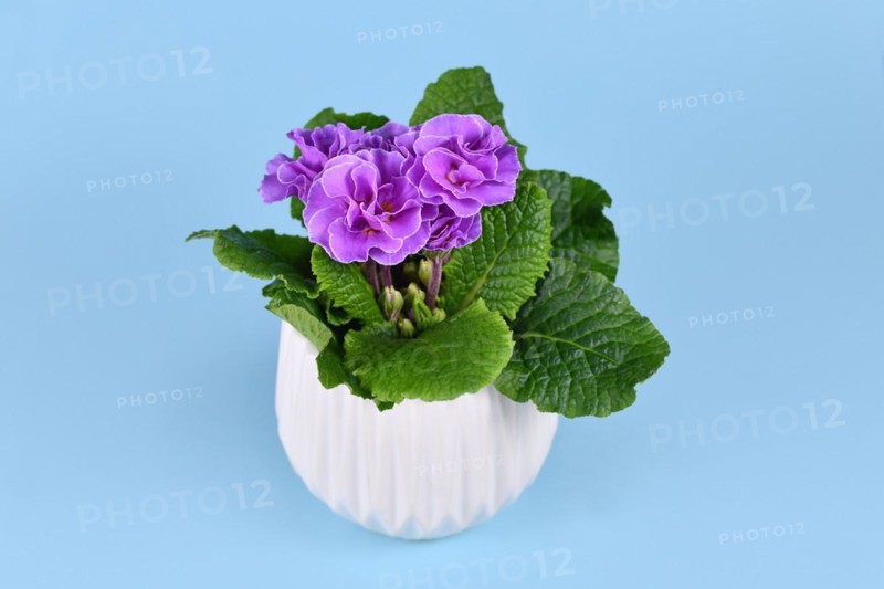 Violet double primrose in white flower pot on blue background