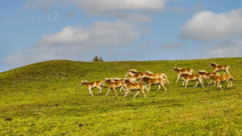 Haflinger horses