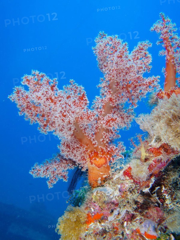 Hemprichs tree coral