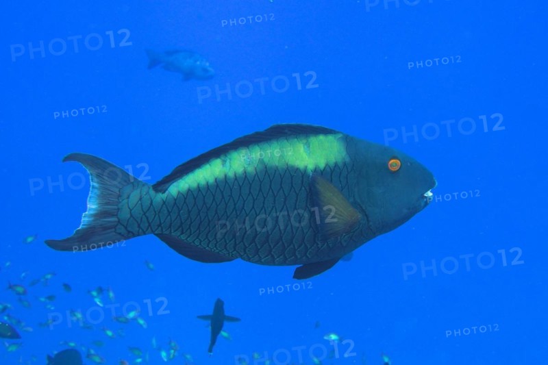 Bicolour parrotfish