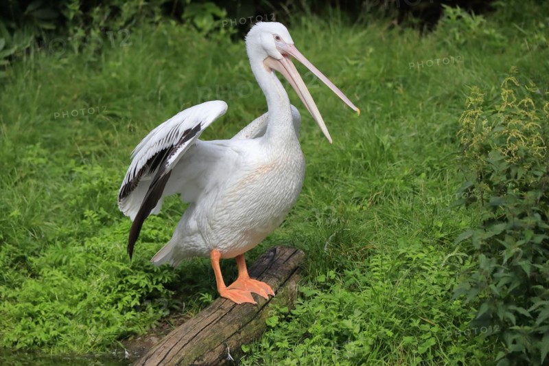 American white pelican