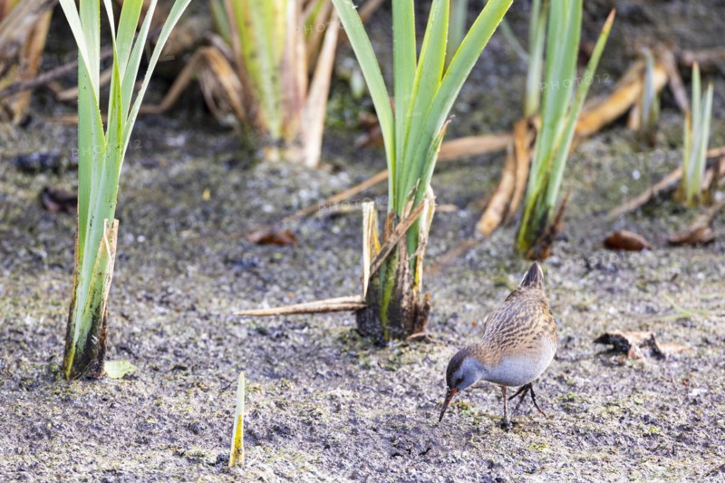 Water Rail