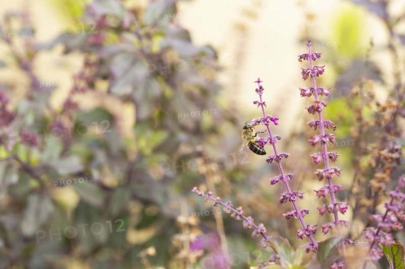 Honey bee on Tulsi,