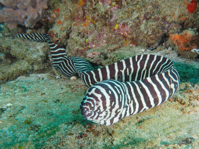Zebra moray