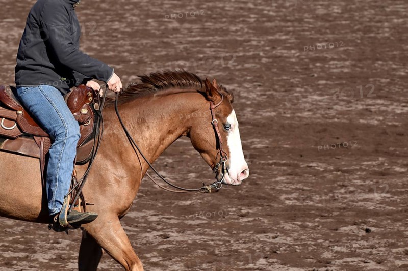 Close-up of the head and neck with headstall and reins of a western horse of the breed American Quarter Horse during training in the riding arena in late winter, chestnut coloured horse with large mark on the head and one blue eye, Rhineland-Palatinate, Germany, Europe