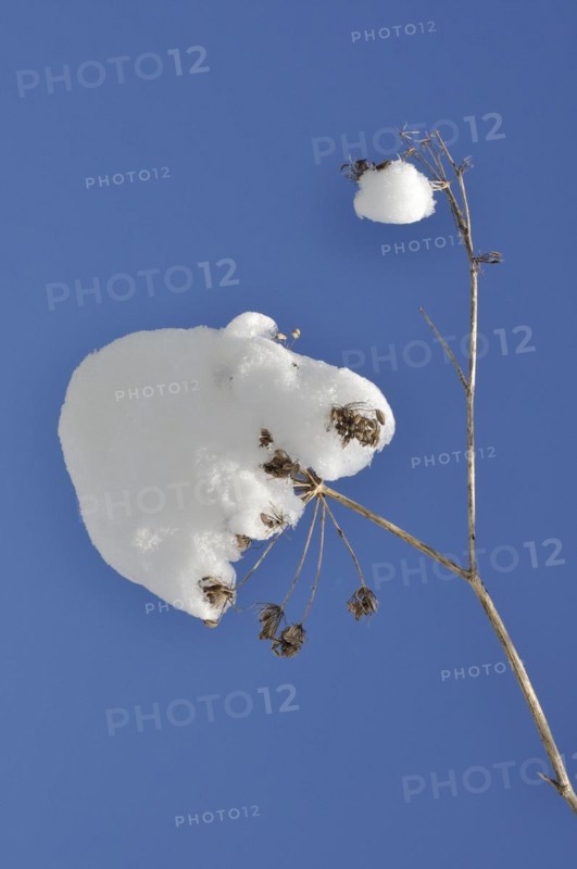 Hogweed branches covered in snow