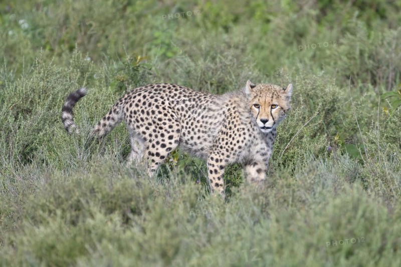 Cheetah