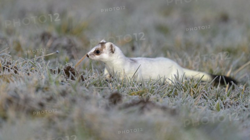 Stoat