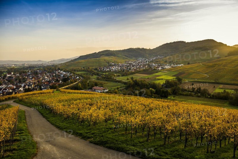 Village and autumn coloured vineyards, sunrise, Ebringen, near Freiburg im Breisgau, Markgraeflerland, Black Forest, Baden-Wuerttemberg, Germany, Europe