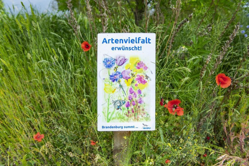 Sign in a wildflower meadow of the NABU Nature and Biodiversity Conservation Union, Brandenburg an der Havel, Brandenburg, Germany, Europe