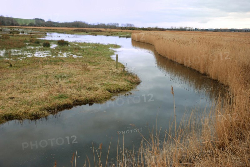 Marsh