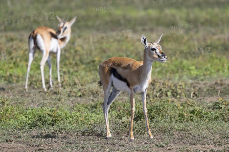 Serengeti thomsons gazelle
