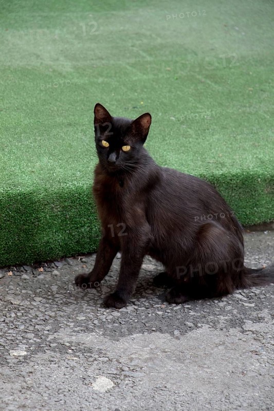 Stray cat seen in the street of the city
