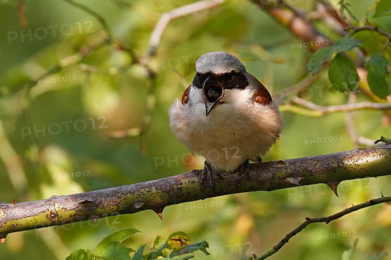 Red-backed Shrike