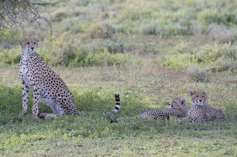Cheetah