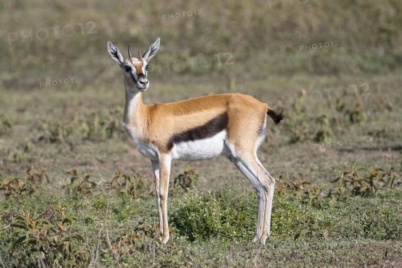 Serengeti thomsons gazelle