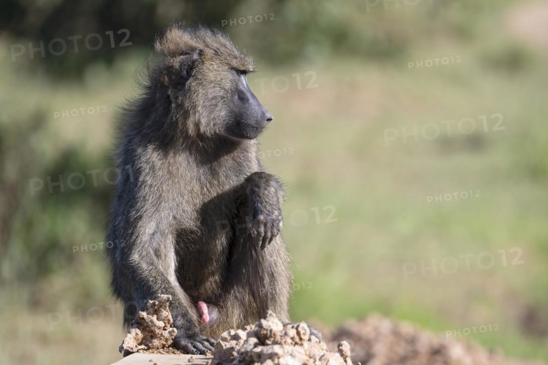 Olive baboon