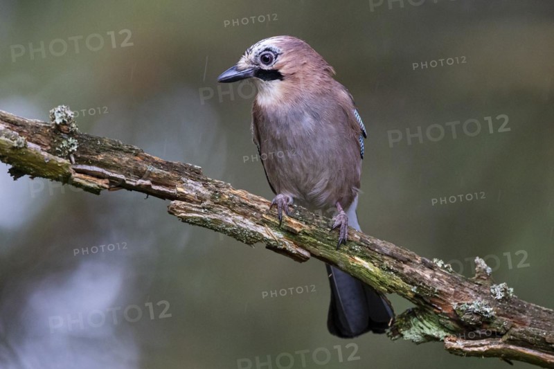 Eurasian jay