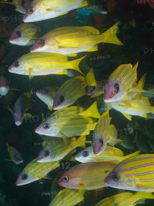 Shoal, group of bluestripe snapper